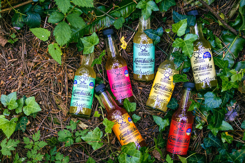 Learning Kombucha | How to do it all!